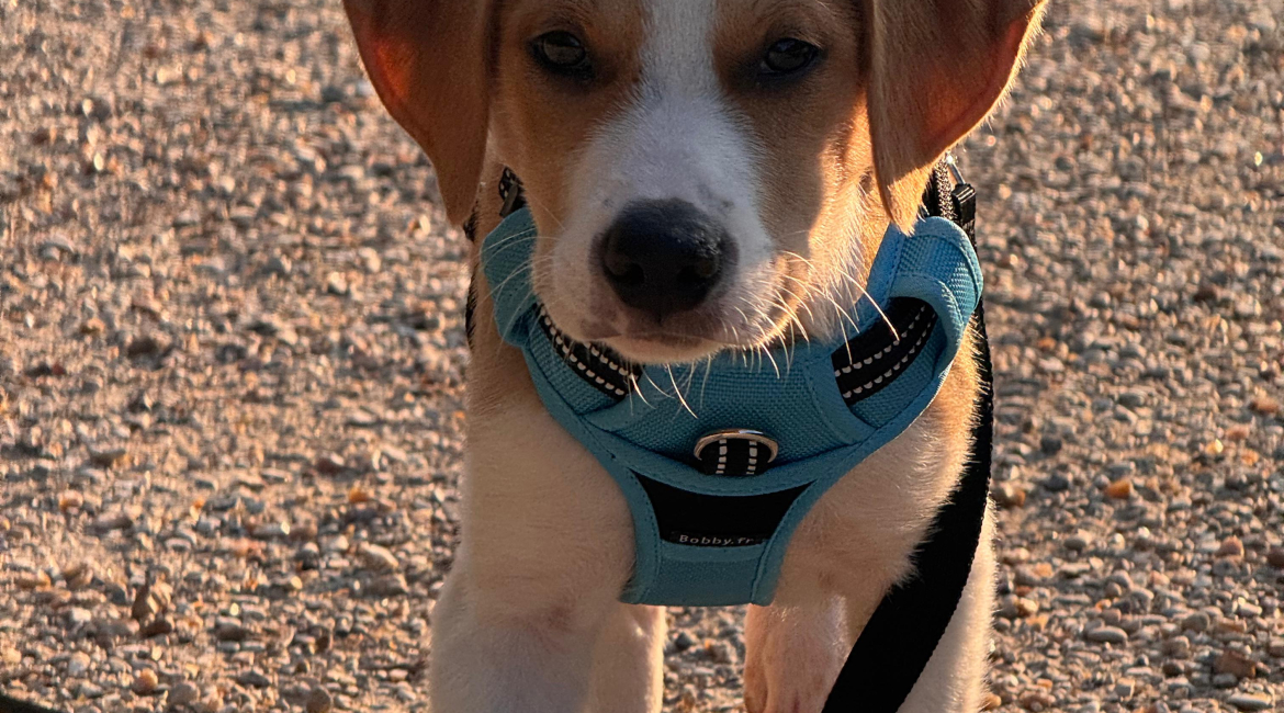 Chiens à adopter